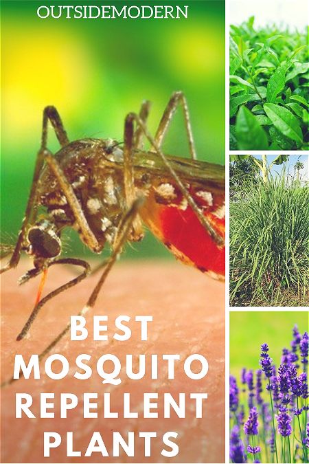 Safe and Beautiful: the Best Mosquito Repellent Plants | OutsideModern