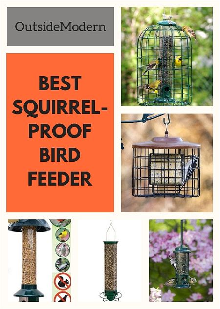 Best Squirrel Proof Bird Feeder Outsidemodern