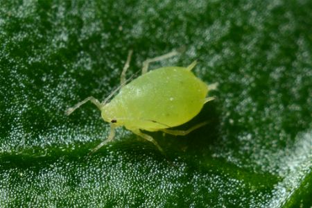 Green Aphid on Leaf