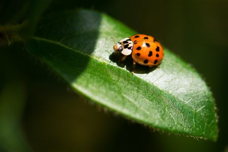 Ladybug on Leaf